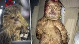 Narodil se malý Chewbacca: Tvor vypadá jako postava ze Star Wars
