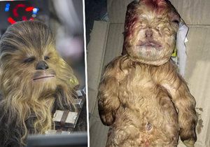 V Malajsii se narodil tvor, který vypadá jako Chewbacca ze Star Wars.