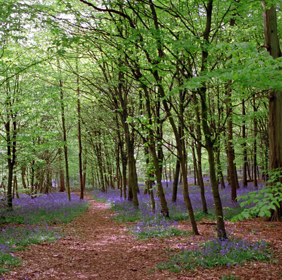 Whippendell Woods v Hertfordshiru v Anglii