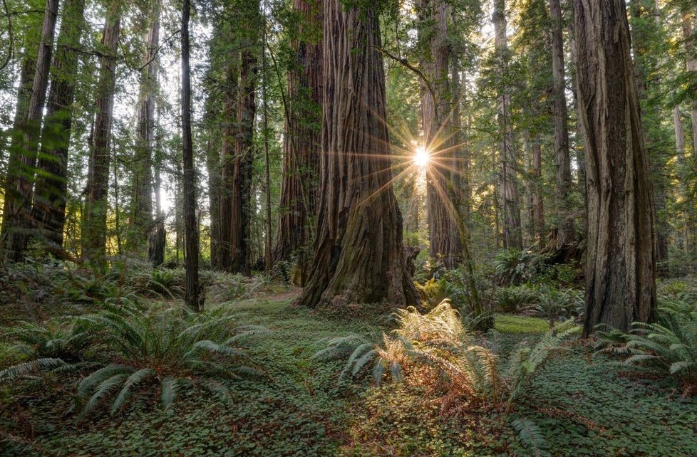 Národní park Redwood v Kalifornii
