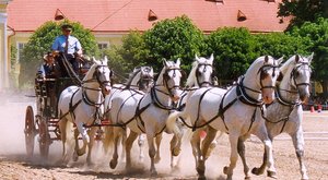 Starokladrubský kůň: Živá kulturní památka