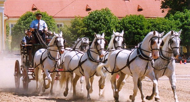 Starokladrubský kůň: Živá kulturní památka