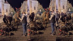 Huligan na dlažbě Staroměstského náměstí. Podle provozovatele atrakce kůň jednoduše zakopl