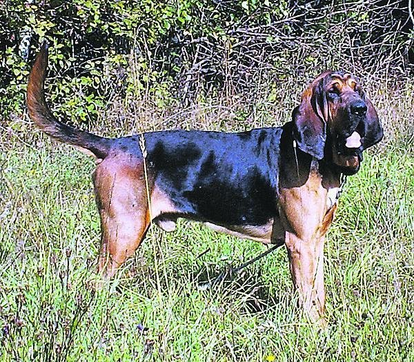 Na Vyšehradě proběhlo předávání cen Statečné psí srdce. Ocenění Spící srdce in memoriam dostal bloodhound Cassino. Spolu s jeho páníčkem Lubomírem Satorou (62) byli zakladatelé a první propagátoři tzv. mantrailinu v Česku.