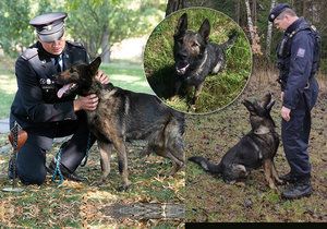 Policejní německý ovčák Noris s psovodem Miroslavem Salavou byli oceněni v kategorii Záchranný čin služebních psů 22. září 2020 v Praze při vyhlášení vítězů ankety Statečné psí srdce za rok 2019.