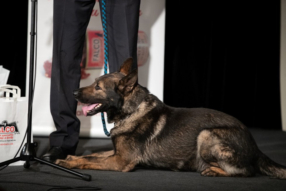 Policejní německý ovčák Noris s psovodem Miroslavem Salavou byli oceněni v kategorii Záchranný čin služebních psů 22. září 2020 v Praze při vyhlášení vítězů ankety Statečné psí srdce za rok 2019.