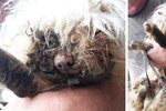 Maltézského psa v katastrofálním stavu našli inspektoři Státní veterinární správy v Blansku. Musel být utracen.