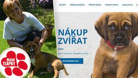 Jak správně koupit psa? Do boje s nevědomostí se pustili i veterináři. Na svém webu radí, jak nenaletět množitelům.