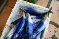 700 kilo zkaženého masa v Sapě! Veterináři ho nařídili zlikvidovat