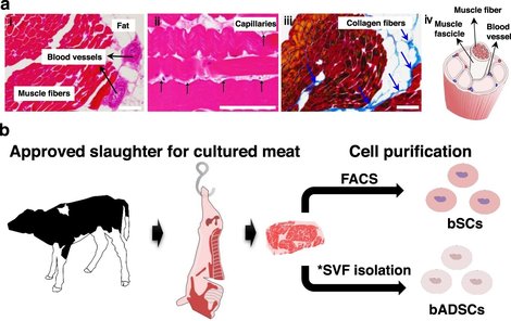 Jak vzniká tištěné maso