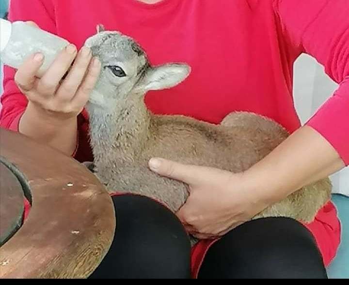 Mláděti se v Záchranné stanici Velký Chlumec daří dobře.