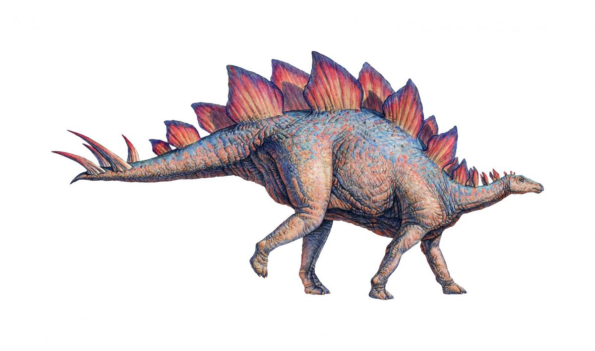 STEGOSAURUS