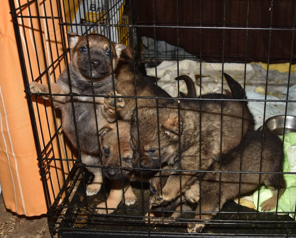 Zachráněná štěňata se zotavují v záchranné stanici ve Studánce na Tachovsku.