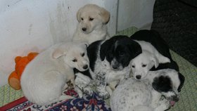 Šest psích sirotků strávilo první noc v garáži obecního úřadu