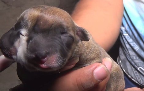 V Peru se narodilo dvouhlavé štěně!