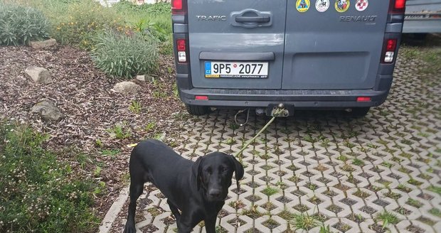 Štěně bylo na nádraží k zábradlí přivázané tkaničkami od bot. Skončilo v záchranné stanici.