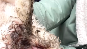 V osadě na Slovensku bylo nalezeno zmrzačené štěně. S poraněním pohlavních orgánů a frakturou lebky ho nálezci odvezli na veterinární kliniku v Prešově.