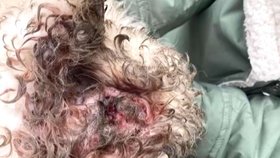 V osadě na Slovensku bylo nalezeno zmrzačené štěně. S poraněním pohlavních orgánů a frakturou lebky ho nálezci odvezli na veterinární kliniku v Prešově.