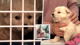 V osadě na Slovensku bylo nalezeno zmrzačené štěně. S poraněním pohlavních orgánů a frakturou lebky ho nálezci odvezli na veterinární kliniku v Prešově.