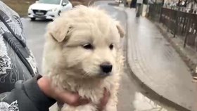 V osadě na Slovensku bylo nalezeno zmrzačené štěně. S poraněním pohlavních orgánů a frakturou lebky ho nálezci odvezli na veterinární kliniku v Prešově.