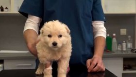 V osadě na Slovensku bylo nalezeno zmrzačené štěně. S poraněním pohlavních orgánů a frakturou lebky ho nálezci odvezli na veterinární kliniku v Prešově.