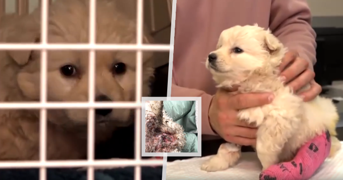 V osadě na Slovensku bylo nalezeno zmrzačené štěně. S poraněním pohlavních orgánů a frakturou lebky ho nálezci odvezli na veterinární kliniku v Prešově.