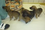 7 psů a 5 fen bylo zváženo, odblešeno, odčerveno a vakcinováno. Jedná se pravděpodobně o křížence pitbulla a ridgebacka.