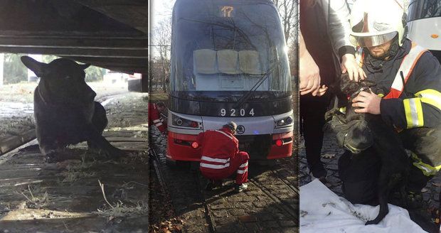 Psí drama ve Stromovce: Štěně vběhlo pod jedoucí tramvaj, málem ho rozdrtila