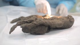 Vědci zkoumají přes 12 tisíc let staré štěně, které našli zamrzlé na Sibiři.