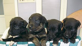 Čtyři psí sourozenci, jejichž stáří strážníci odhadují na čtyři týdny, jsou nyní v brněnském městském útulku