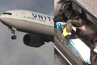 Skandál letecké společnosti: Na palubě nechali udusit štěně
