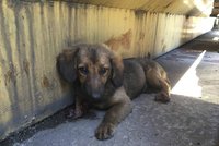 V Ostravě našli zubožené štěně. Museli mu amputovat nohy i ocas