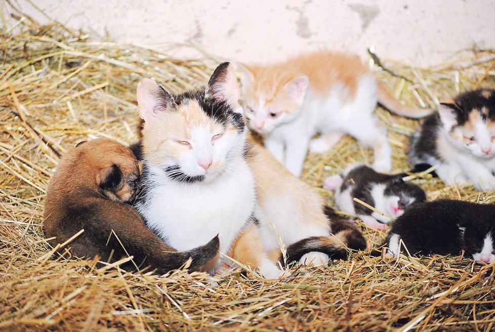 Štěně opečovává kočka Afty na půdě na seně společně se svými koťaty
