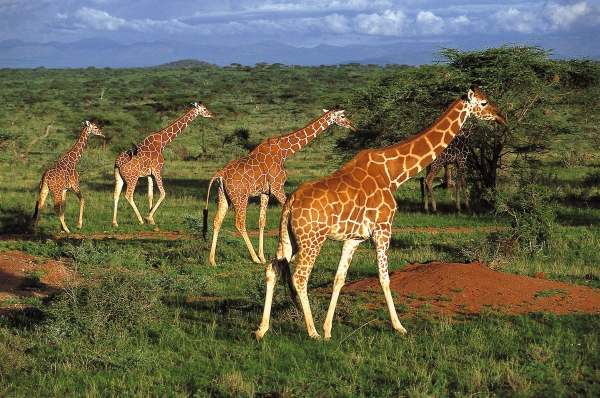 Štěpánek by s Kvitovou rád na safari.