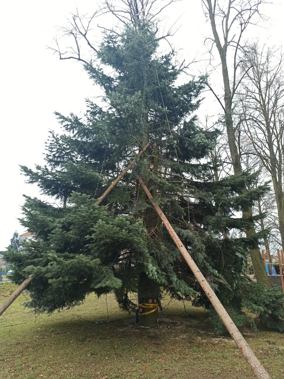 Nejošklivější vánoční strom mají po velkém poryvu větru a díky místním „šikulům“ ve Štěpánovicích na Budějovicku.