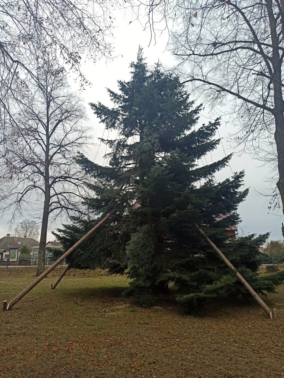 Nejošklivější vánoční strom mají po velkém poryvu větru a díky místním „šikulům“ ve Štěpánovicích na Budějovicku.