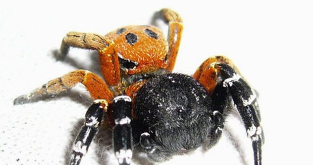 Stepník moravský je jedním z největších, nejpestřejších a zároveň nejjedovatějších pavouků ve střední Evropě