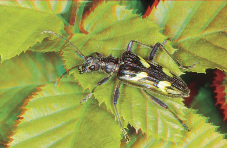 Tesařík dvoupásý (Rhagium bifasciatum) patří k našim nejběžnějším tesaříkům. Jeho larvy se vyvíjejí v mrtvém dřevě jehličnanů, dospělý brouk je aktivní i ve dne a setkáte se s ním už od časného jara