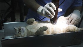 Sterilizované kočky žijí déle, zjistila francouzská studie