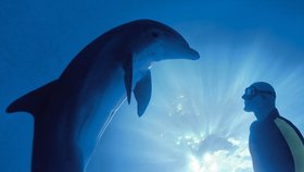 Při tréninku plave mezi delfíny