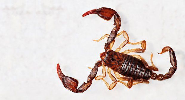Škorpioni z Čech: Na Slapech našli po 30 letech živého štíra