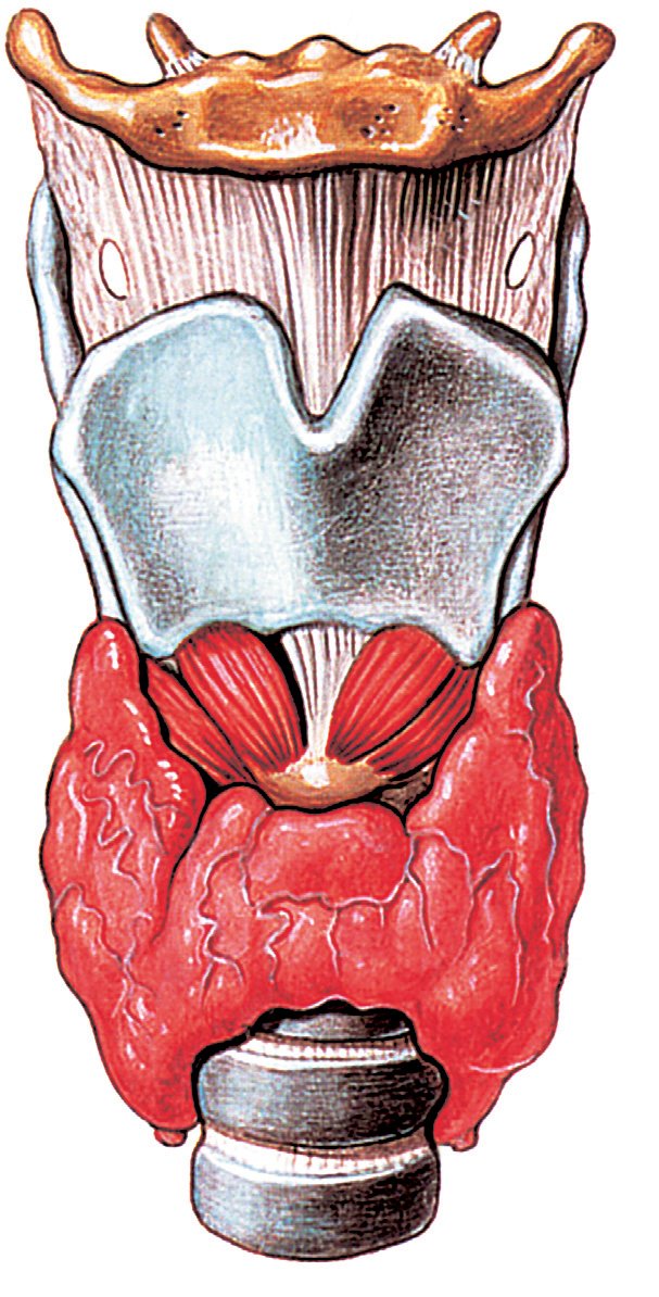 Štítná žláza je uložena na přední straně krku před hrtanem a průdušnicí. Skládá se ze dvou laloků ve tvaru motýlka.