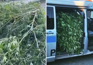 Pražští policisté zadrželi muže, který v autě převážel více než kilogram marihuany. (ilustrační foto)