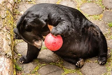 Smutná zpráva z ostravské zoo: Medvěda Jirku utratili