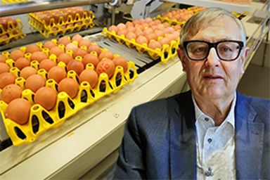Šéf veterinářů: V českých chovech slepic přibývá salmonelózy