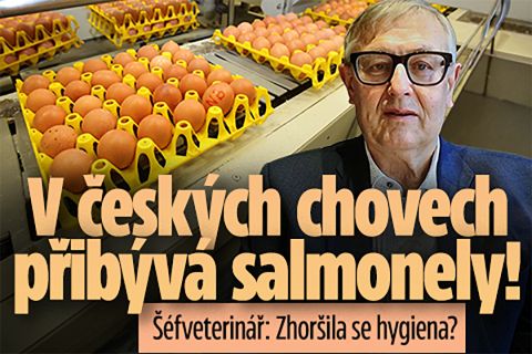 Šéf veterinářů: V českých chovech slepic přibývá salmonelózy