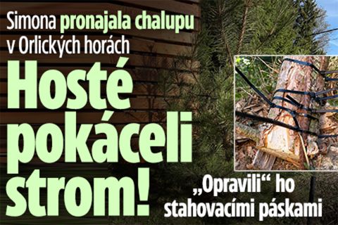 Simona pronajala chalupu: Hosté pokáceli strom!