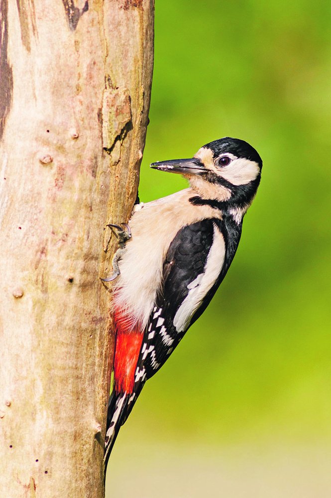 Z pěti druhů našich strakapoudů je strakapoud velký (Dendrocopos major) největší a nejrozšířenější