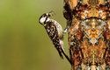 Strakapoud kokardový obývá borové lesy na jihovýchodě Spojených států