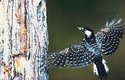 Strakapoud kokardový obývá borové lesy na jihovýchodě Spojených států
